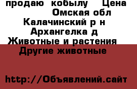 продаю  кобылу  › Цена ­ 75 000 - Омская обл., Калачинский р-н, Архангелка д. Животные и растения » Другие животные   